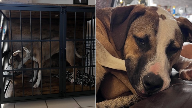 A rescue dog from Threads has grown larger than expected