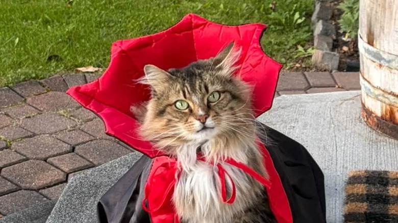 Fluffy cat dressed up like Count Dracula