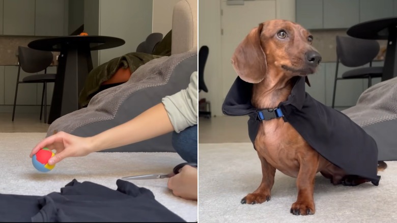 A woman holding scissors and a dog's ball on the left and a dachshund wearing a Halloween costume on the right