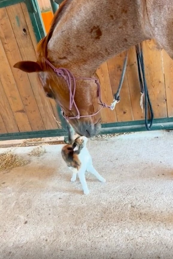 A horse touches noses with a barn cat