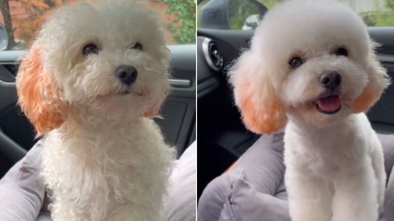 A white dog with orange ears before and after grooming.