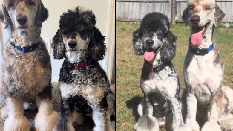 Two styled poodles posing before and after their latest grooming session.