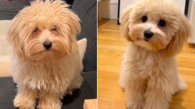 A small blonde maltipoo posing for the camera before and after grooming.