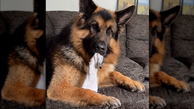 A German shepherd holding a white sock in his mouth