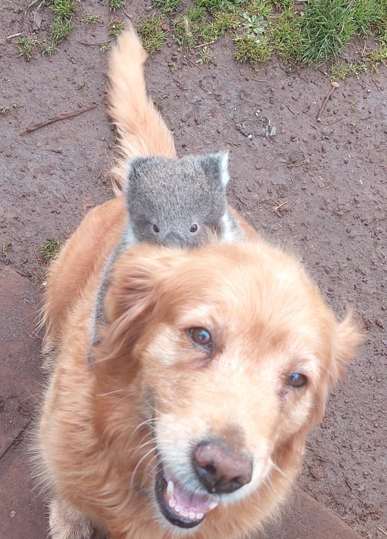 A golden retriever with a baby koala on her back