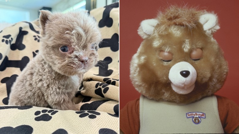 Ruxpin the Frenchie next to a Teddy Ruxpin bear from the '80s