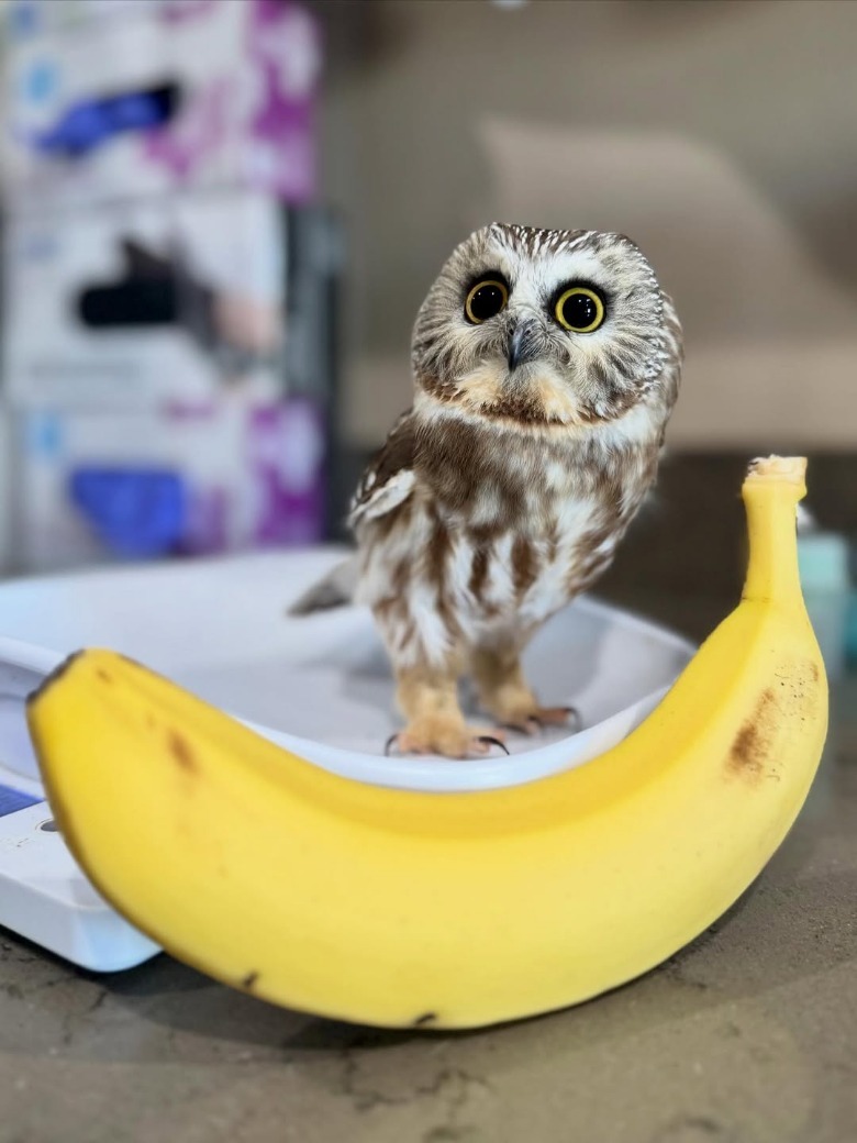 A tiny saw-whet owl that was rescued is posed next to a banana.